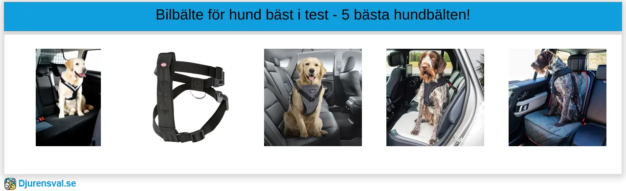 Bilbälte hund bäst i test