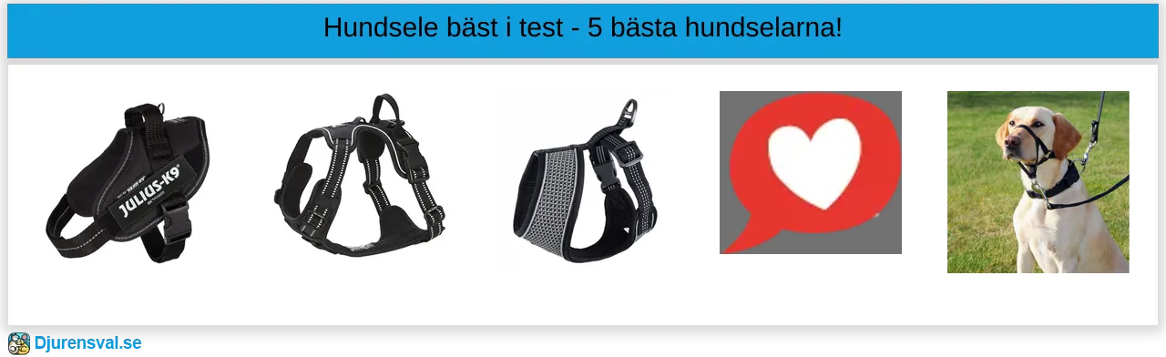 Hundsele bäst i test