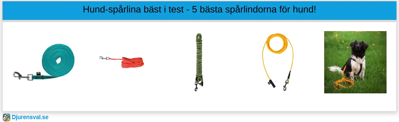 Hund-spårlinda bäst i test