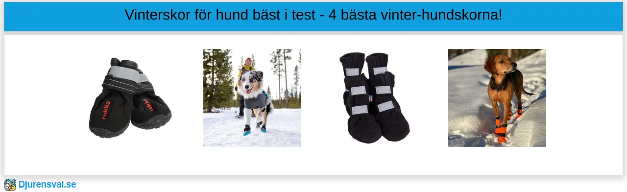 Vinterskor för hund bäst i test